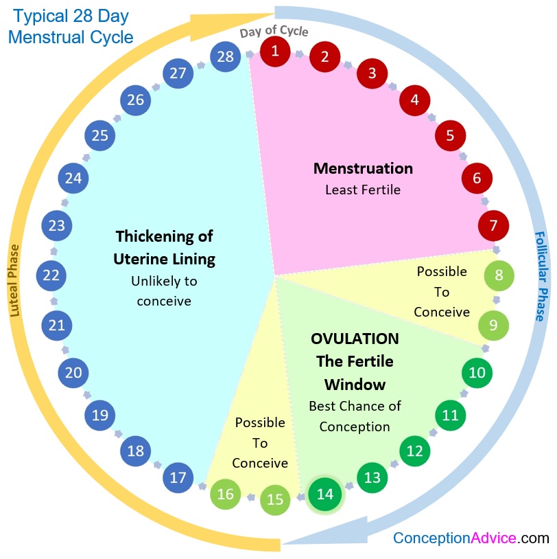 Menstrual Cycle Calendar And Phases Conception Advice