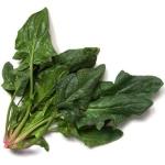 Spinach leaf