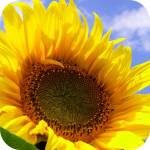 Sunflower full of seeds