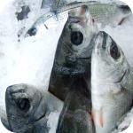 Fish in Ice