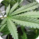 Marijuana Plant leaf