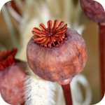 Poppy Seed Head