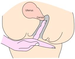 Cervix Checkup