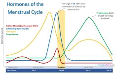Hormones of the Menstrual Cycle Small