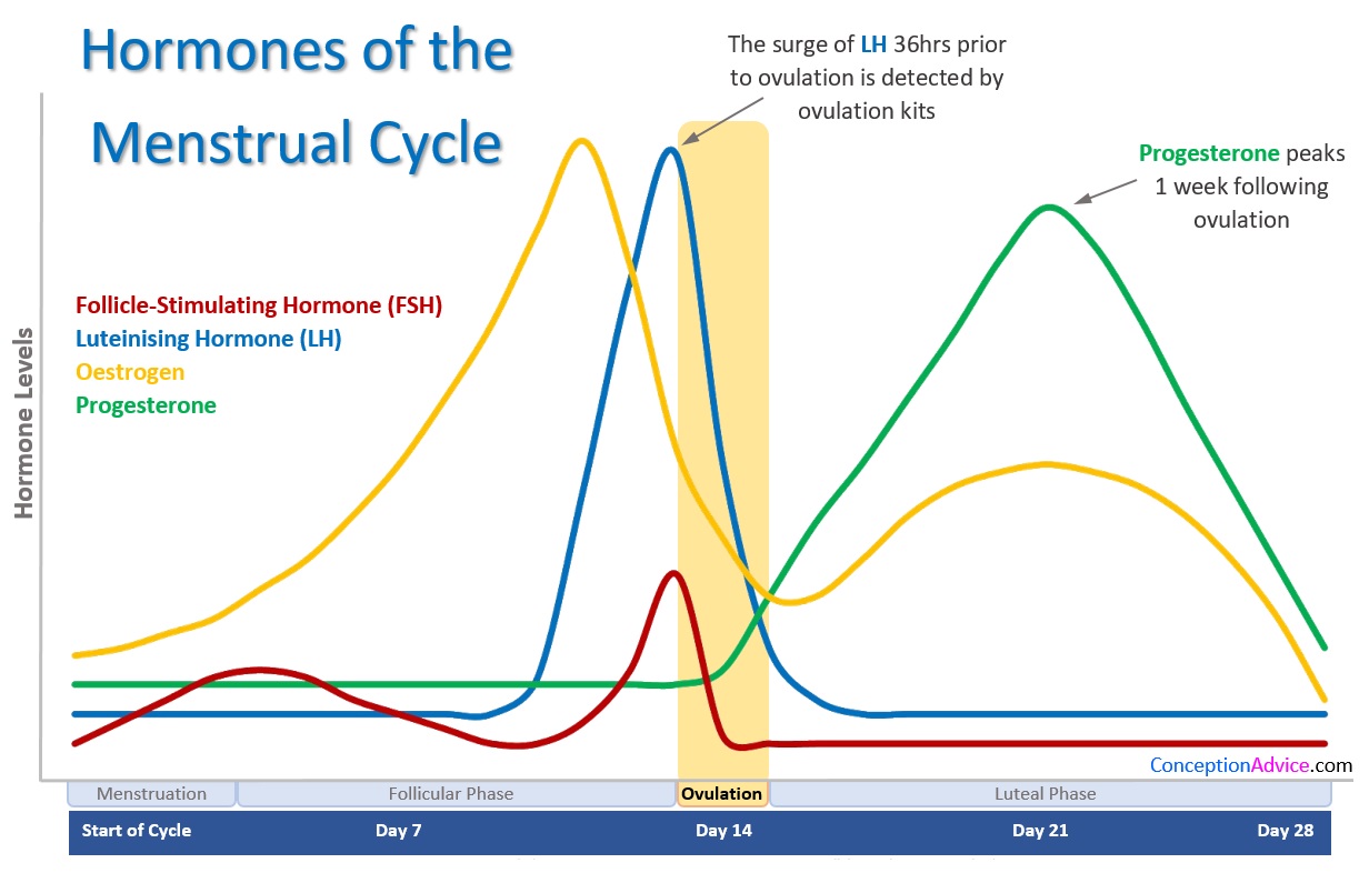 Ovulation Hormone Levels Chart