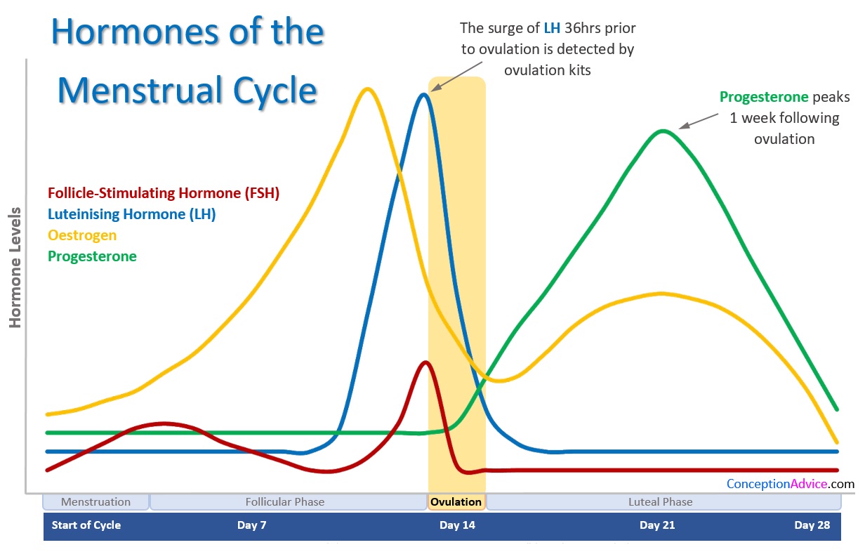 Ovulation Hormone Chart