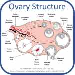 Ovulation Ovary Structure