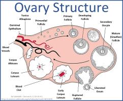 Ovary structure small