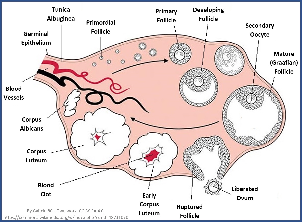 [DIAGRAM] Medulla Of Ovary Labeled Diagram - MYDIAGRAM.ONLINE