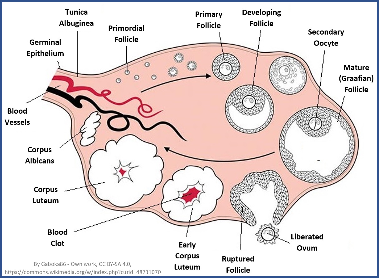 Female Fertility Chart