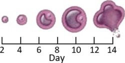Ovary follicle showing ovulation stages