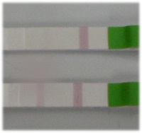 Ovulation Test Positive LH Test