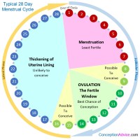 Menstrual Cycle Chart