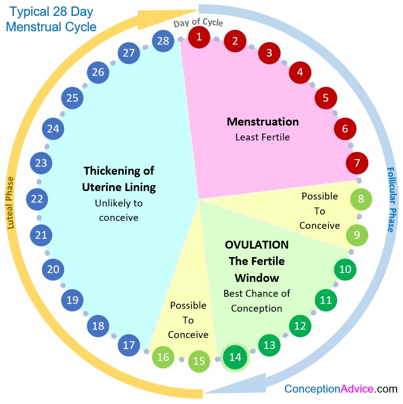 Women S Fertility Cycle Chart