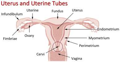 Uterus and Uterune Tubes Small