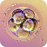 IVF Embryo Grading Cleavage Stage