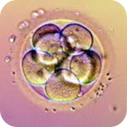 IVF Egg Cells Embryo Grading Cleavage Stage